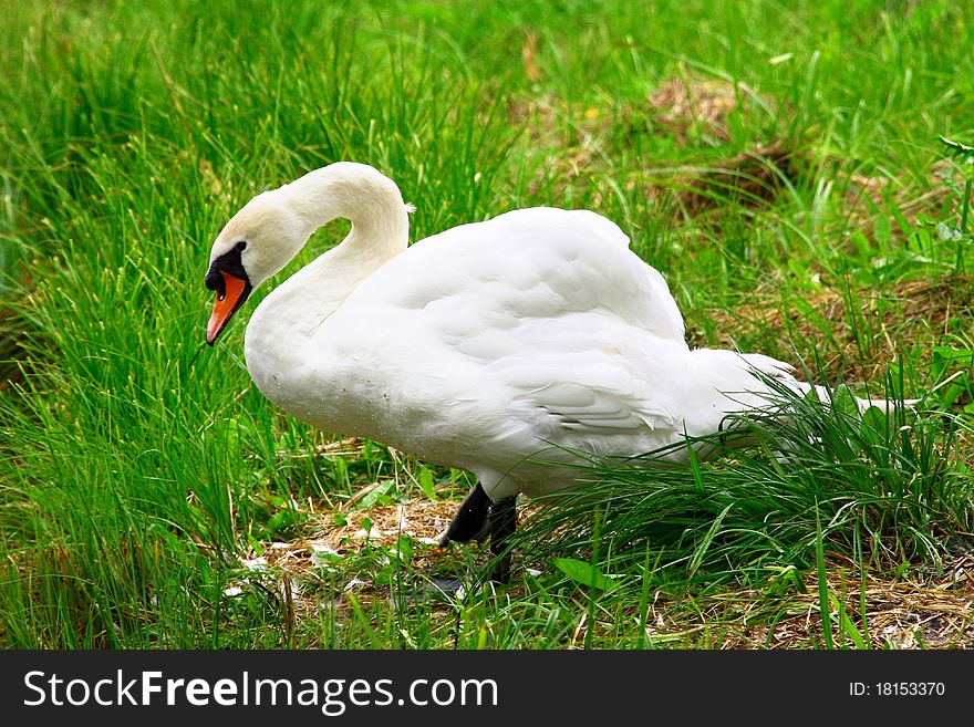 White swan in green grass