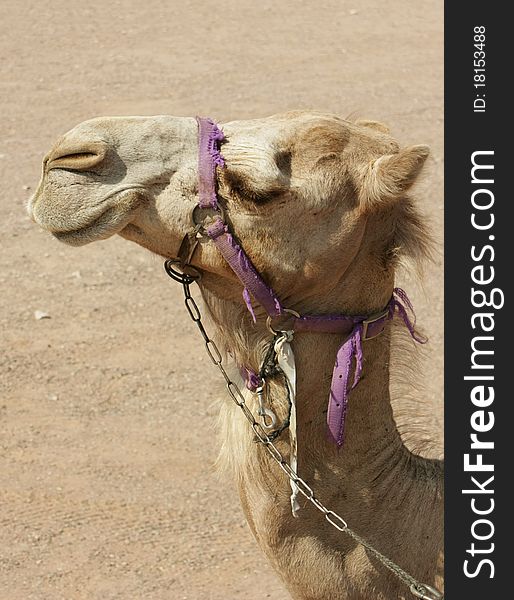 Camel in Eilat's camel range, Israel