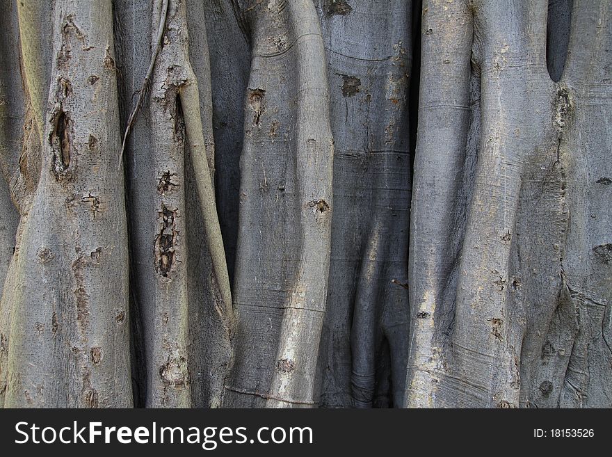 The roots of a tree in a tropical zone, Thailand. The roots of a tree in a tropical zone, Thailand