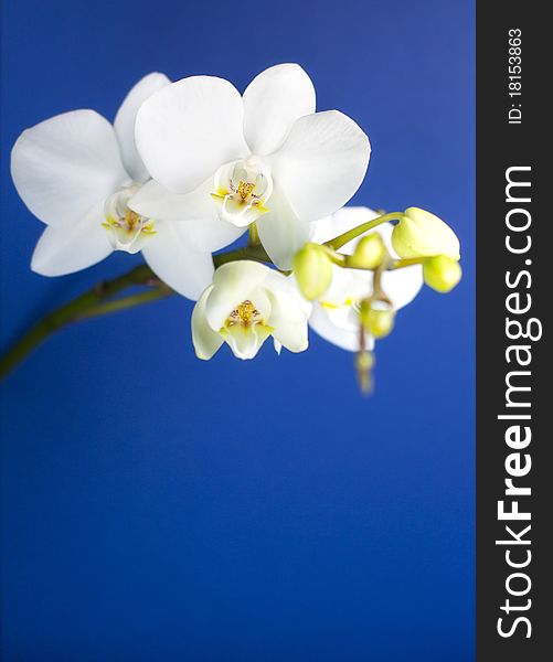Beautiful flower, white orchid on blue background.