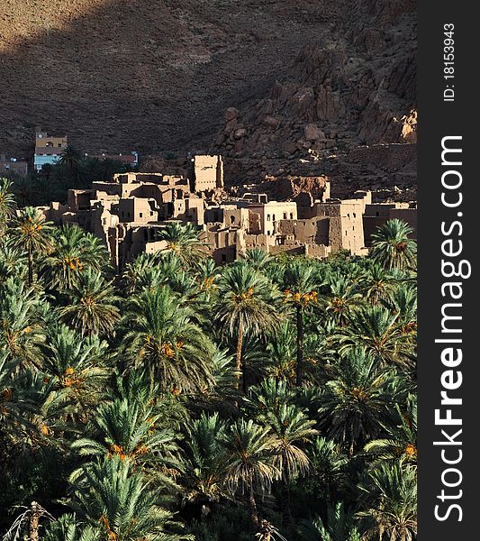 Date palm oasis in Todra Gorge