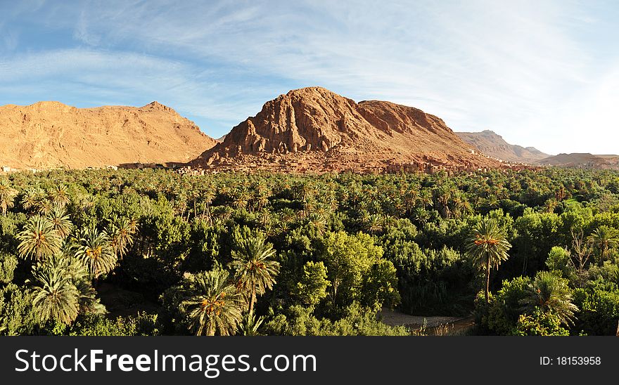 Date palm oasis in Todra Gorge