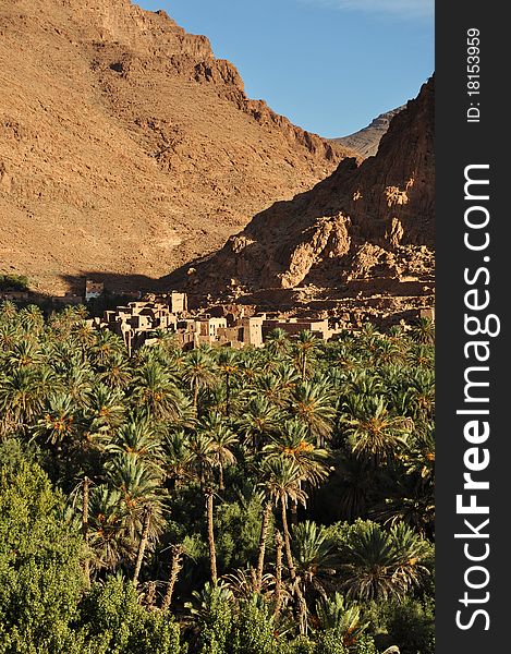 Date palm oasis in Todra Gorge