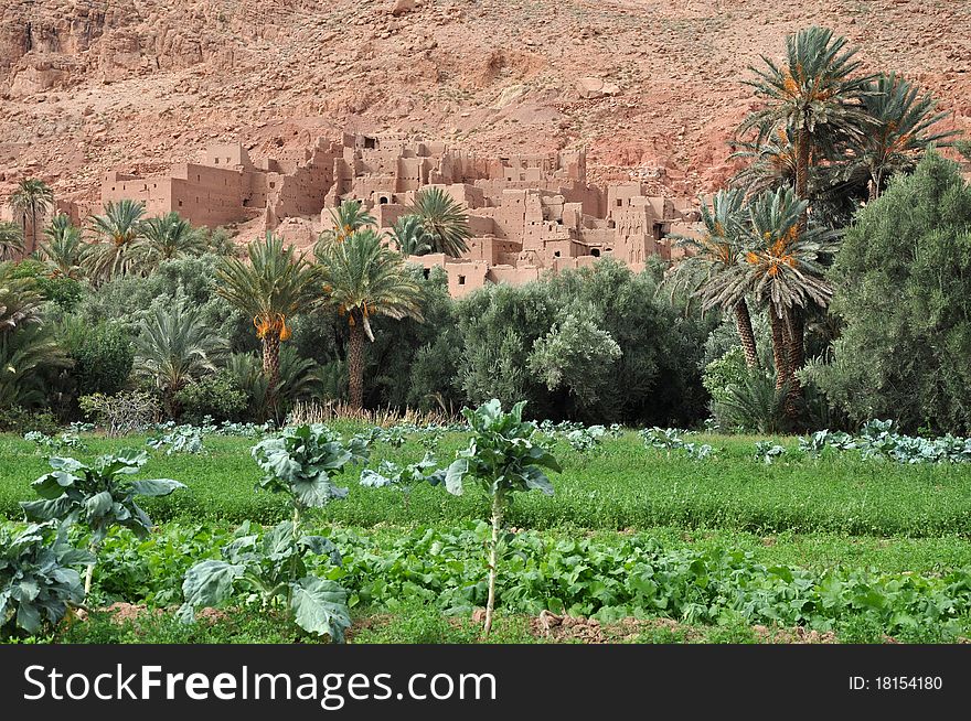 Date palm oasis in Todra Gorge. Date palm oasis in Todra Gorge