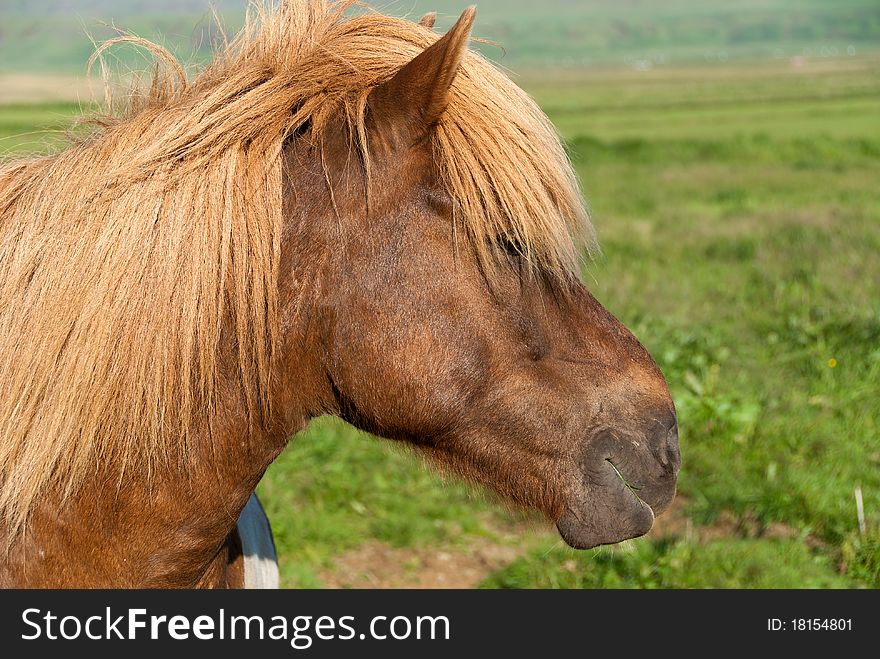 Horse in the meadow in Iceland. Horse in the meadow in Iceland