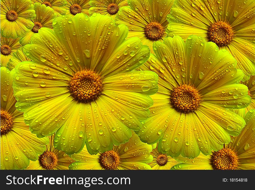 Composite arrangement of fifteen yellow Calendula Pot Marigold flowers of varying sizes displayed to form a full yellow image. Composite arrangement of fifteen yellow Calendula Pot Marigold flowers of varying sizes displayed to form a full yellow image.