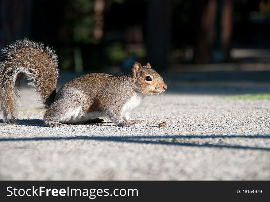 Squirrel parks in Genoa Nervi