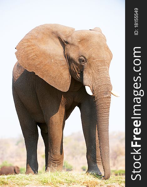 Large African elephants (Loxodonta Africana) eating in savanna in Botswana. Large African elephants (Loxodonta Africana) eating in savanna in Botswana