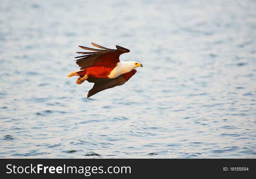 African Fish Eagle (Haliaeetus vocifer) in flight in Botswana