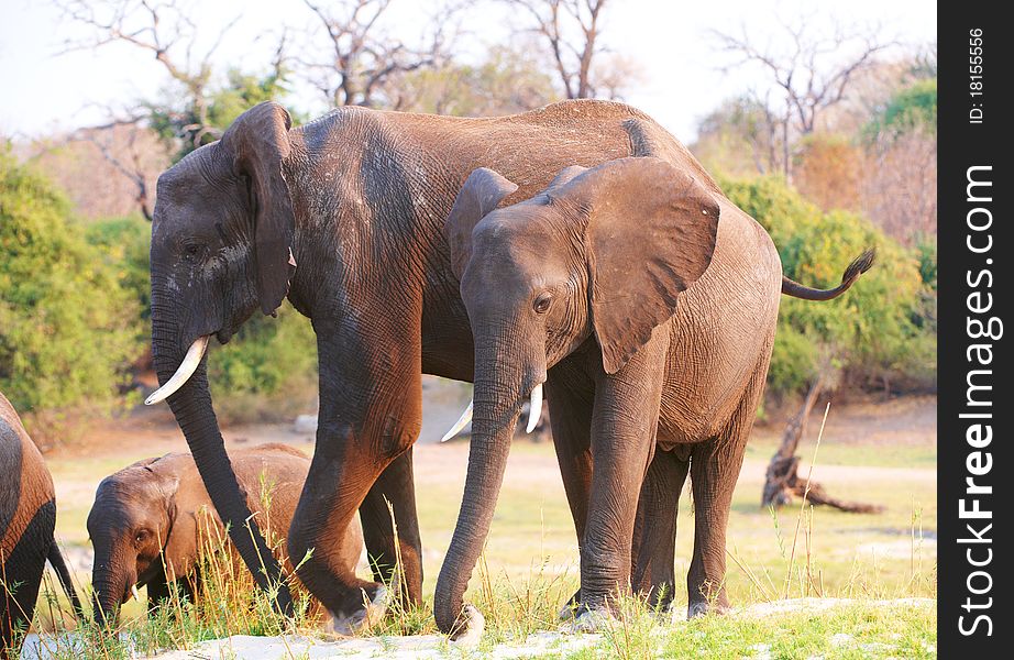 Large herd of African elephants (Loxodonta Africana) in savannah in Botswana