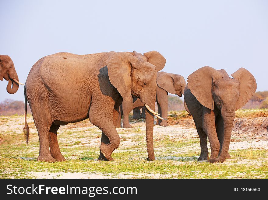 Large herd of African elephants (Loxodonta Africana) walking in savannah in Botswana