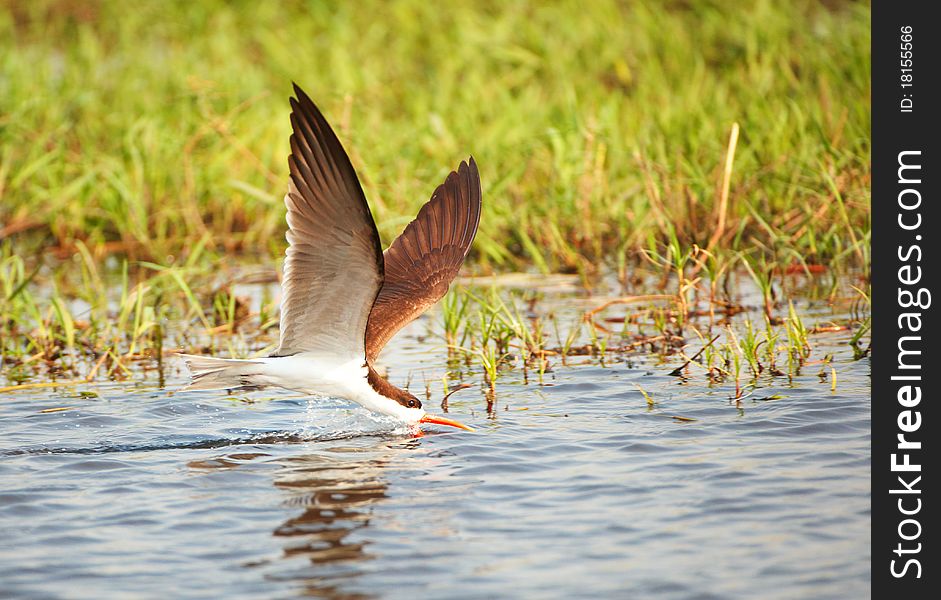 African Skimmer (Rynchops flavirostris) in flight catching food from the river in Botswana