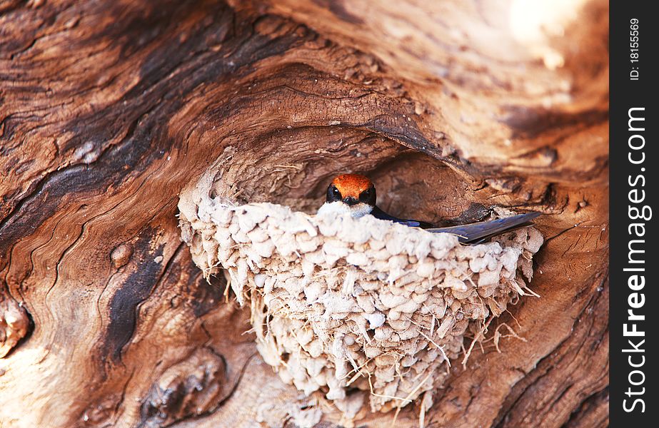 Wire-tailed Swallow (Hirundo smithii) sitting in its nest in Botswana