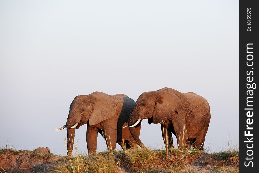 Large herd of African elephants (Loxodonta Africana) in Botswana