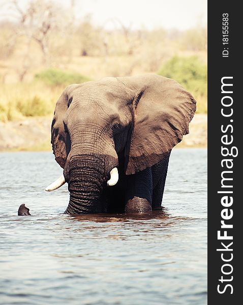 Large African elephants (Loxodonta Africana) walking through the river in Botswana. Large African elephants (Loxodonta Africana) walking through the river in Botswana