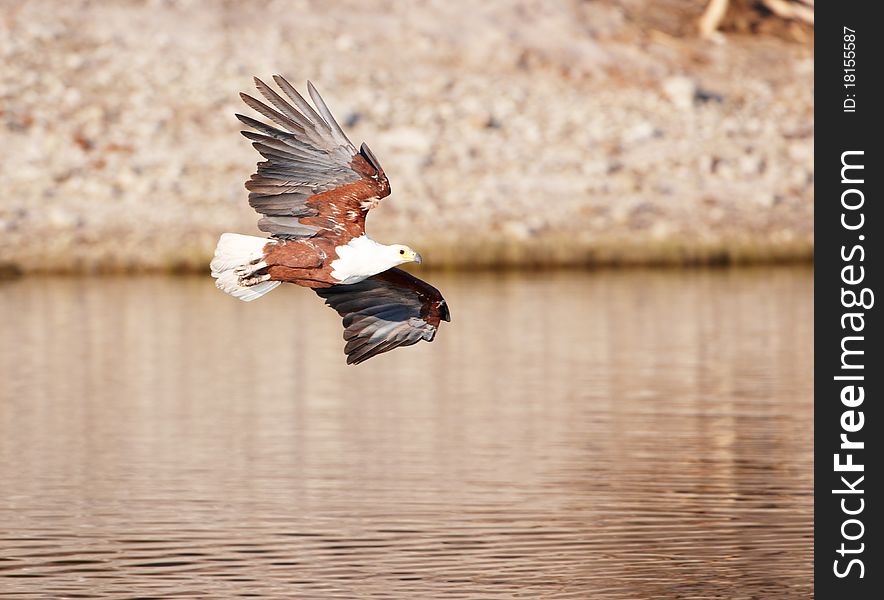 African Fish Eagle (Haliaeetus vocifer) in flight in Botswana