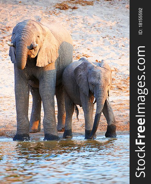 Large herd of African elephants (Loxodonta Africana) drinking from the river in Botswana