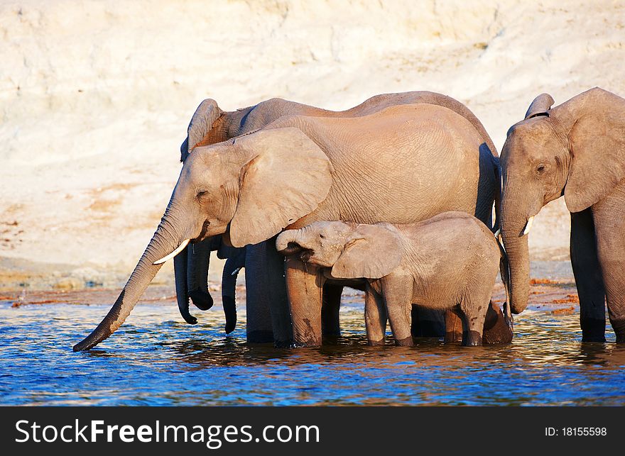 Large herd of African elephants (Loxodonta Africana) drinking from the river in Botswana
