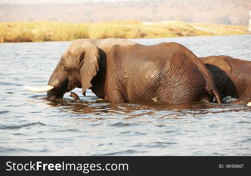 Large herd of African elephants (Loxodonta Africana) walking through the river in Botswana