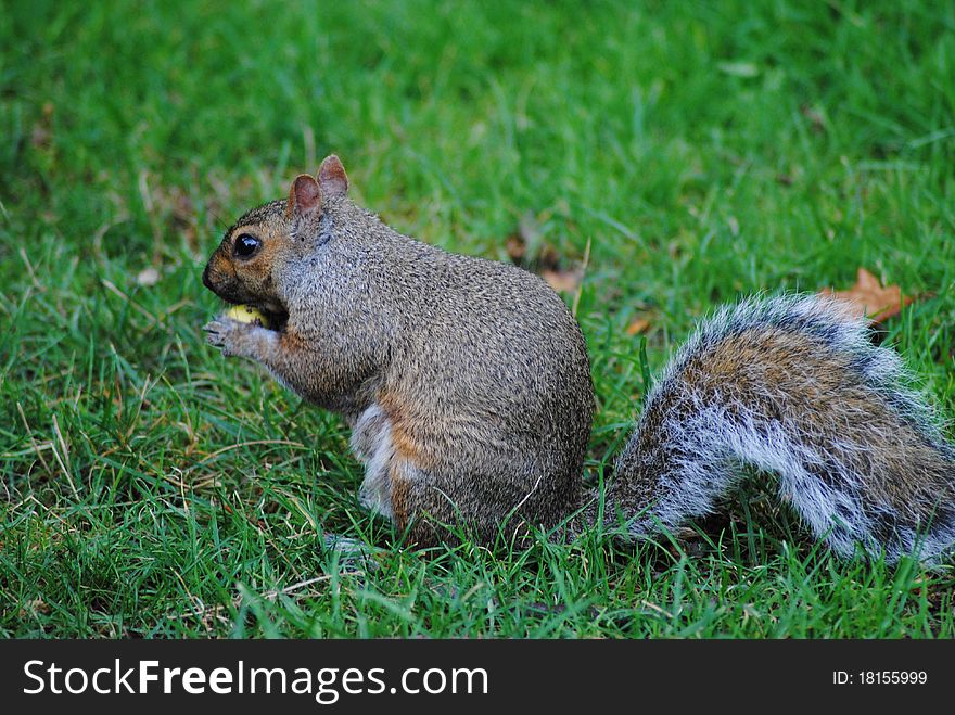 A squirrel feasting on a nut, late summer