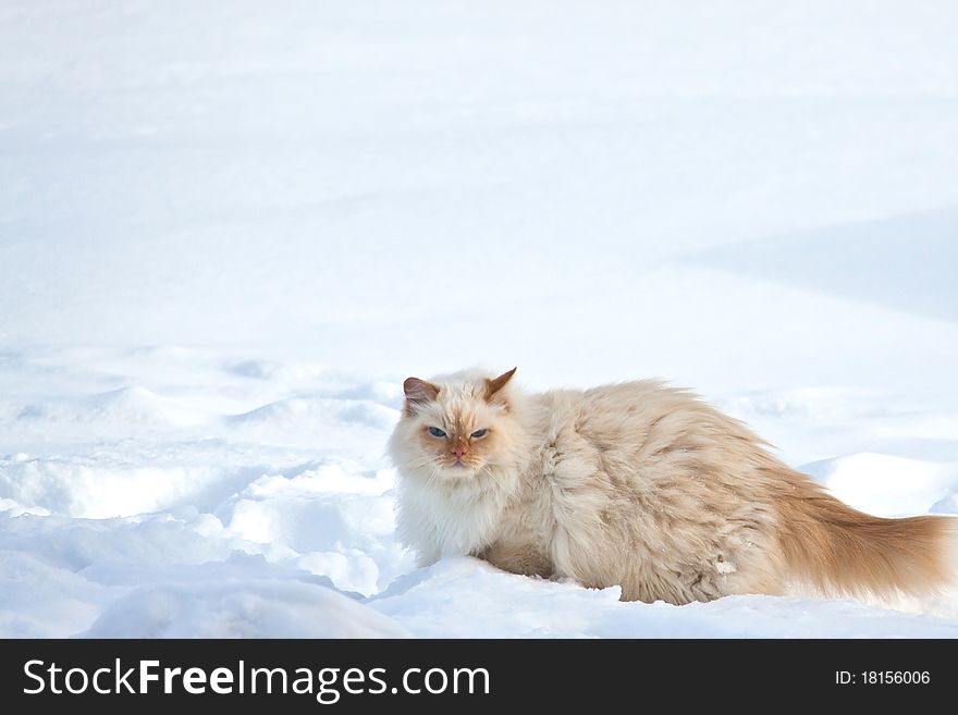 Flurry white cat on the snow