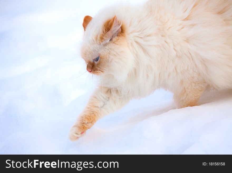 White cat running on the snow, soft focus. White cat running on the snow, soft focus