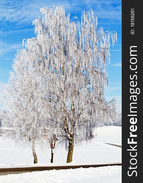 Birch tree with hoarfrost against blue sky in Bavaria, Germany