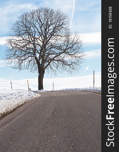 Country road in winter with tree, Bavaria, Germany