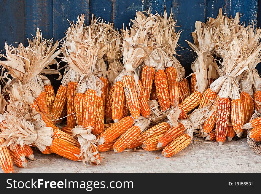 Dry corn arranged on the ground after harvest.