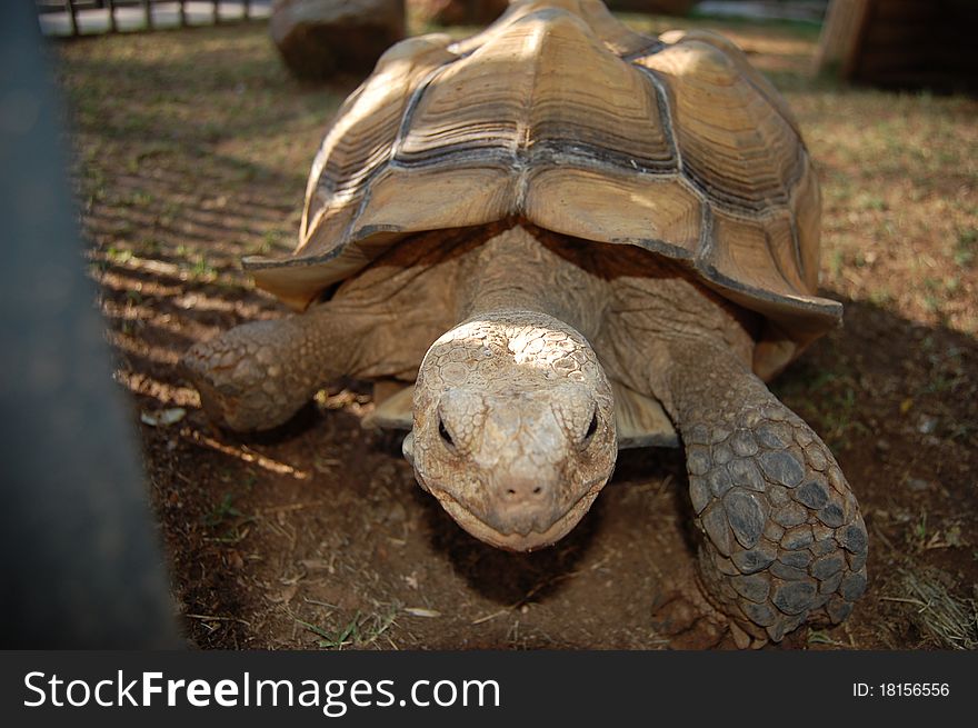 A tortoise moving fast for dinner no doubt. A tortoise moving fast for dinner no doubt