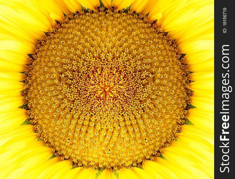 Close up of a sunflower. Close up of a sunflower