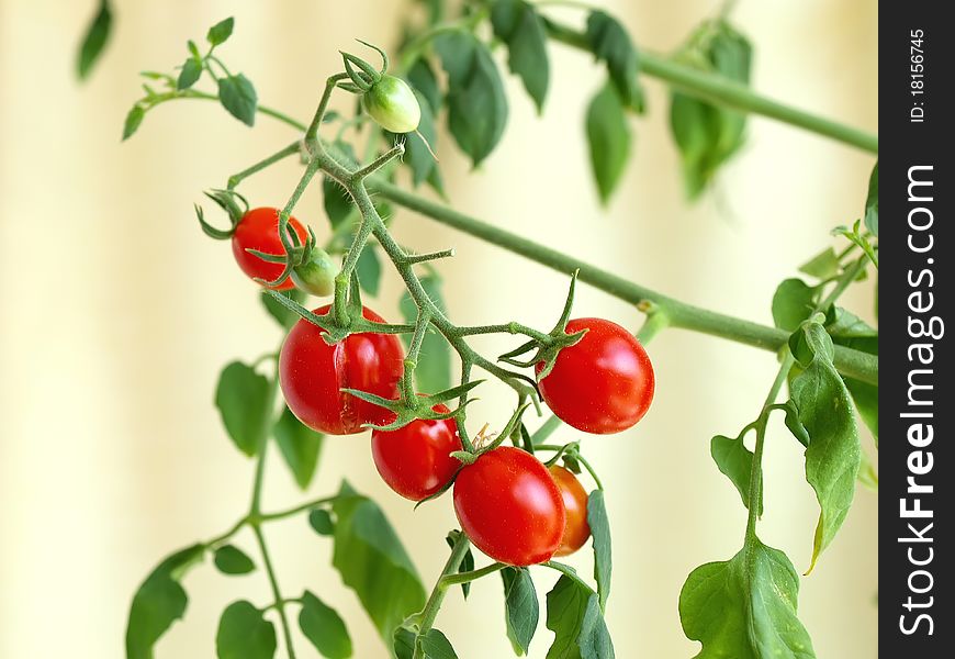 Several cherry tomatoes hanging on a stem with green leaves