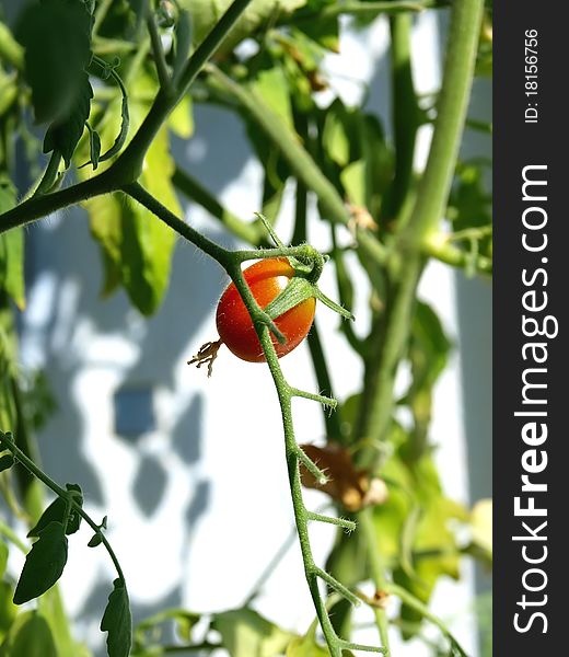 One cherry tomato hanging on a stem with leaves