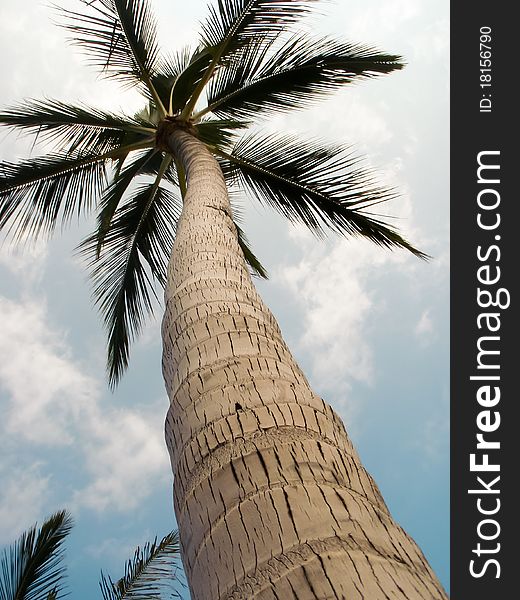 View of a tall palm tree from the bottom at an extreme angle. View of a tall palm tree from the bottom at an extreme angle.