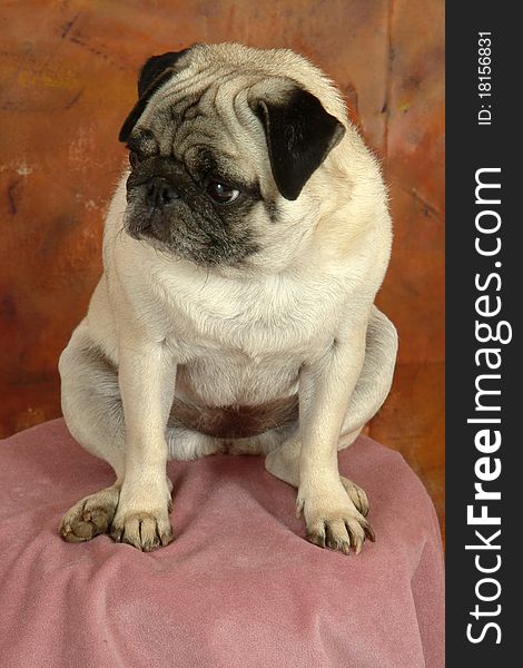 Pug dog looking away from the camera posed on pink in front of brownish background. Pug dog looking away from the camera posed on pink in front of brownish background.