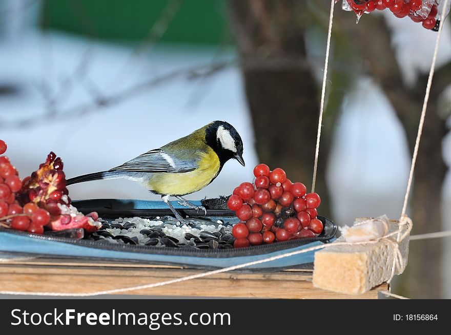 Winter feast in a feeding trough for birds. The big titmouse. Winter feast in a feeding trough for birds. The big titmouse.