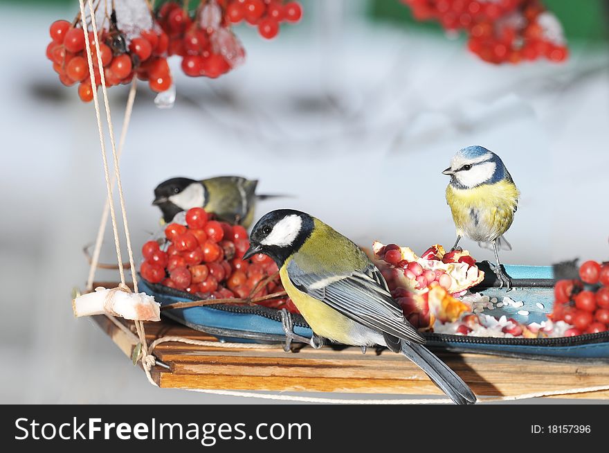 Winter feeding trough for favourite birds. The Titmouse-blue tit. Winter feeding trough for favourite birds. The Titmouse-blue tit.