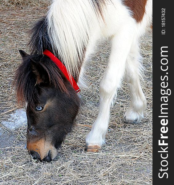 Portrait Of A Shetland Pony Grazing On Hay. Portrait Of A Shetland Pony Grazing On Hay