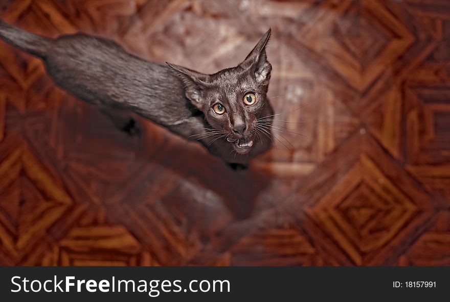 Brown thin cat on a wooden background