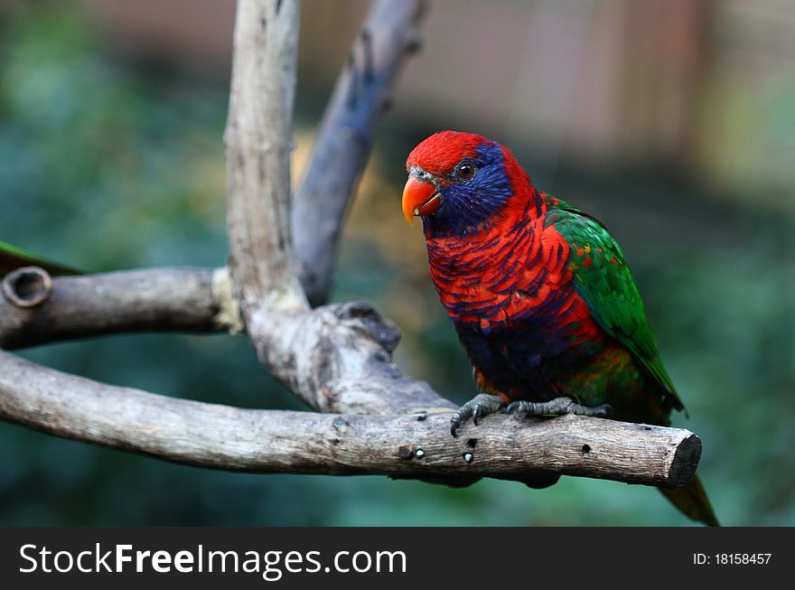 Colorful Parrot (Rainbow Lorikeet) Distribution: Bail, Moluccas, New Gulnes