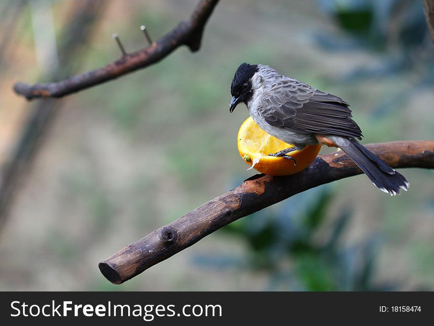 Bird Eating Orange