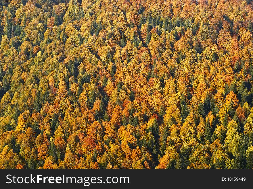 Beautiful photo of a colorful october forest lit by the sun. Beautiful photo of a colorful october forest lit by the sun