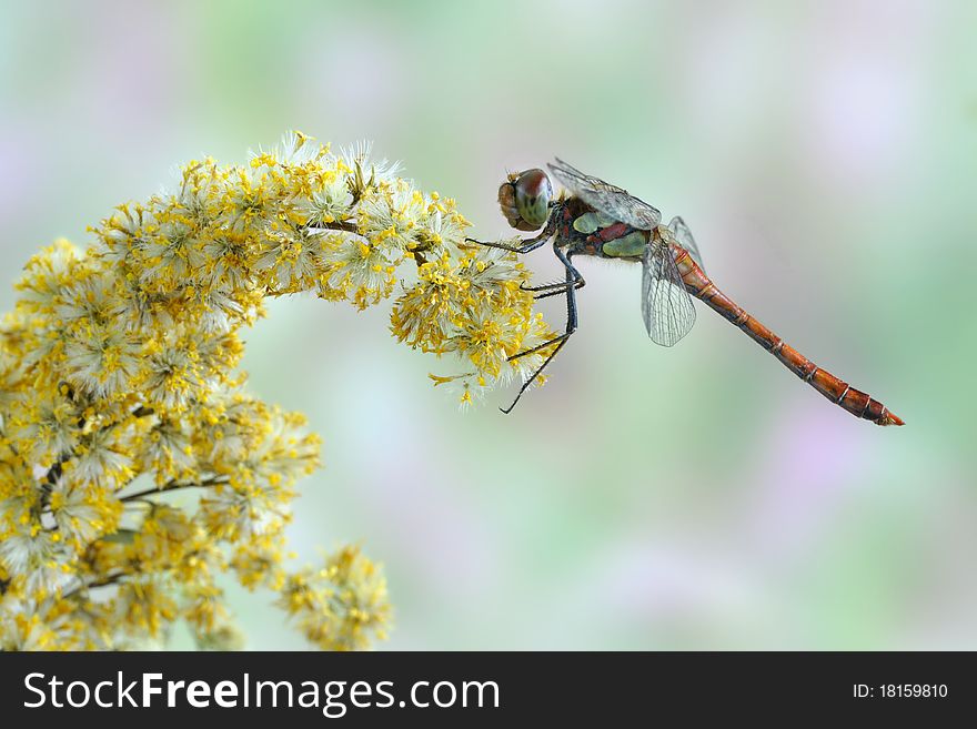 Dragonfly Sympetrum striolatum (male) on the flower
