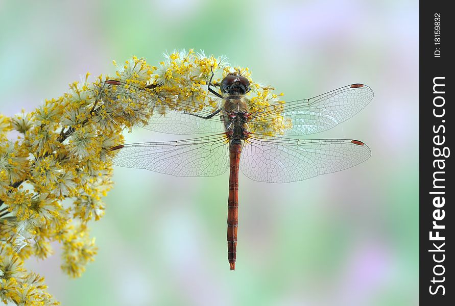 Dragonfly Sympetrum striolatum (male) on the flower