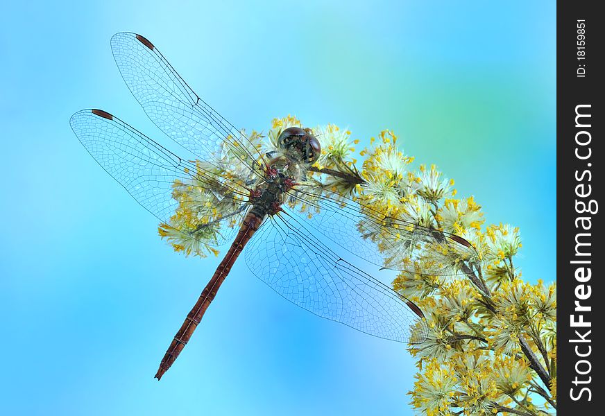 Dragonfly Sympetrum Striolatum (male)
