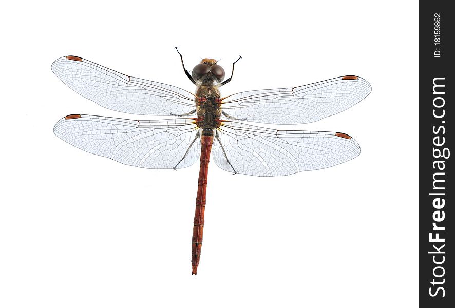 Dragonfly Sympetrum striolatum (male) on the white background.