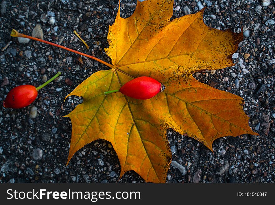 Rosehips on a yellow autumn leaf. Background, postcard motive