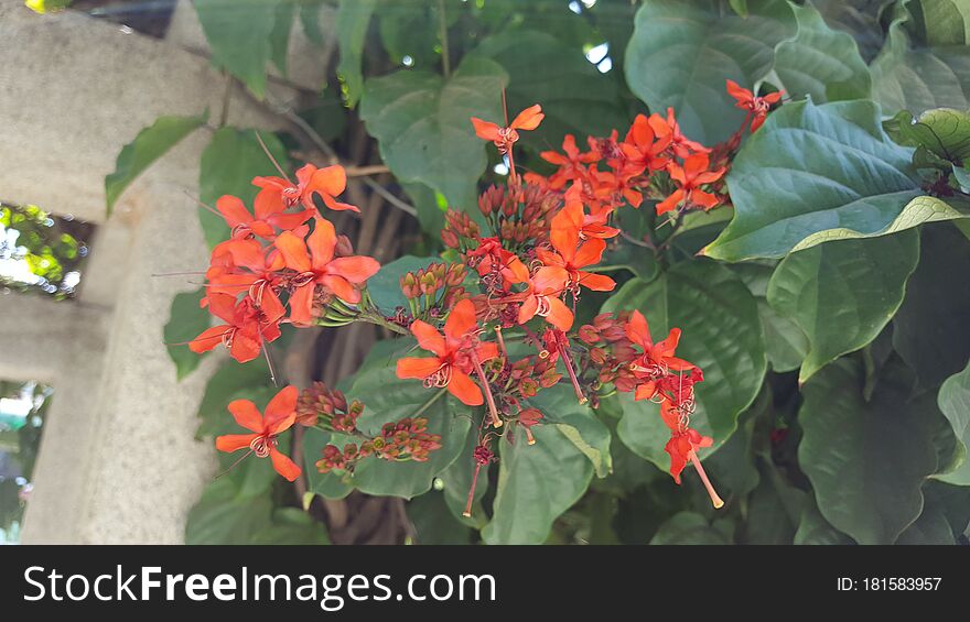 Nice Flower Red with Green Leaf