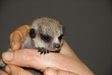 Baby Meerkat (Suricata Suricatta) Royalty Free Stock Photography