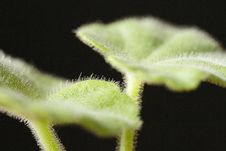 Pelargonium Leaves Stock Image